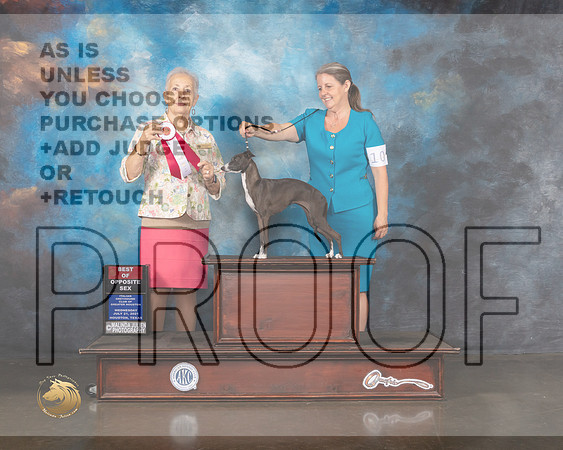 Italian Greyhound #10 Wed BOS Judge Erika Moureau-MMJ_0077-HOUSTON21-HR3