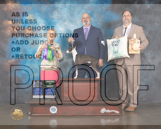 Italian Greyhound #23 Wed WD BOW MAJOR AOM Judge Erika Moureau-MMJ_0087-HOUSTON21-HR3