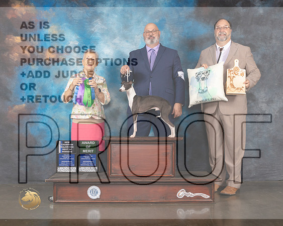 Italian Greyhound #23 Wed WD BOW MAJOR AOM Judge Erika Moureau-MMJ_0090-HOUSTON21-HR3