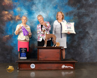 Italian Greyhound #24 Wed WB Major CH Judge Erika Moureau