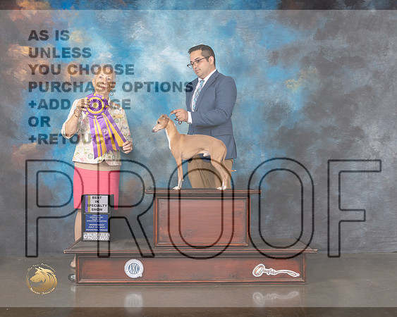 Italian Greyhound #7 Wed BOB IGCGH Judge Erika Moureau-MMJ_0070-HOUSTON21-HR3