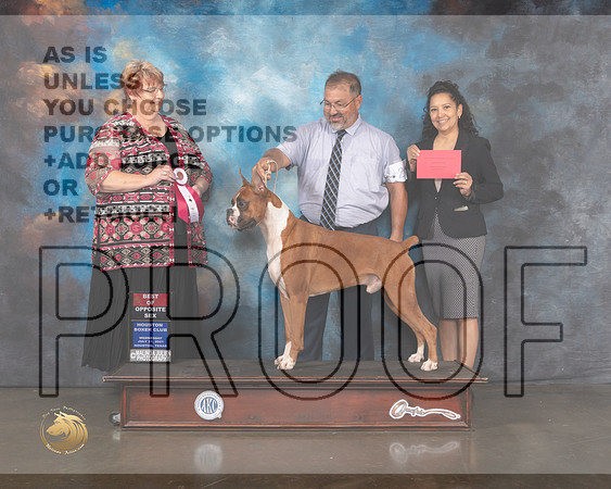 Boxer #25 Wed BOS Judge Roberta Rettick-MMJ_0116-HOUSTON21-HR3
