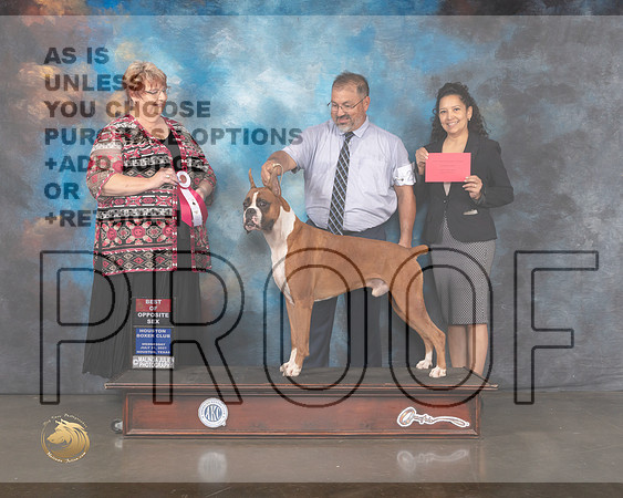 Boxer #25 Wed BOS Judge Roberta Rettick-MMJ_0118-HOUSTON21-HR3