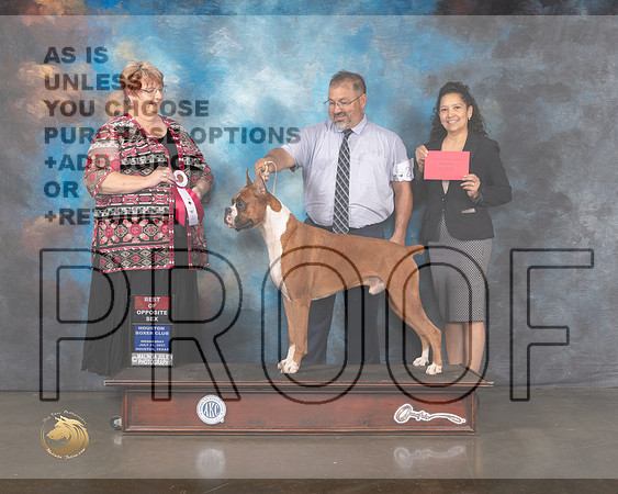 Boxer #25 Wed BOS Judge Roberta Rettick-MMJ_0121-HOUSTON21-HR3