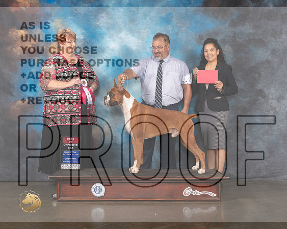 Boxer #25 Wed BOS Judge Roberta Rettick-MMJ_0122-HOUSTON21-HR3