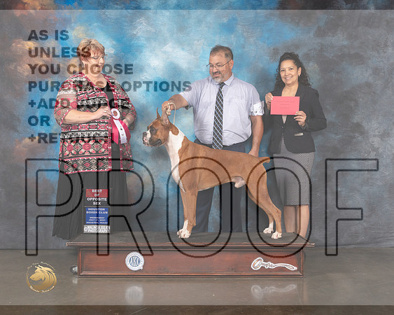 Boxer #25 Wed BOS Judge Roberta Rettick-MMJ_0123-HOUSTON21-HR3