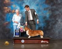 Cardigan Welsh Corgi #19 Wed SD Judge Bonnie Money