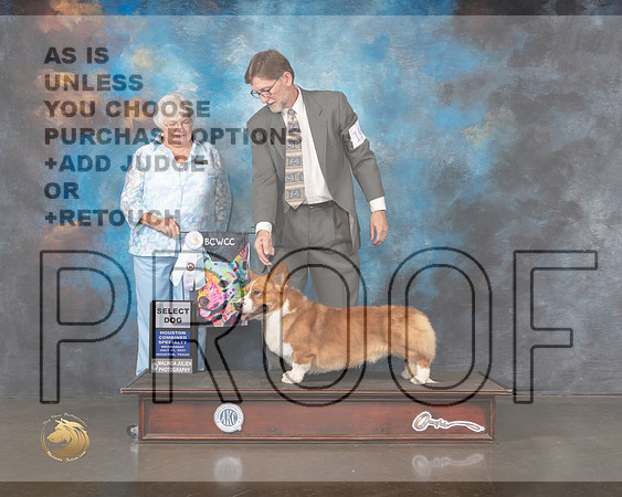 Cardigan Welsh Corgi #19 Wed SD Judge Bonnie Money-MMJ_0142-HOUSTON21-HR3