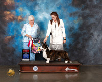 Cardigan Welsh Corgi #23 BOS Specialty Judge Bonnie Money