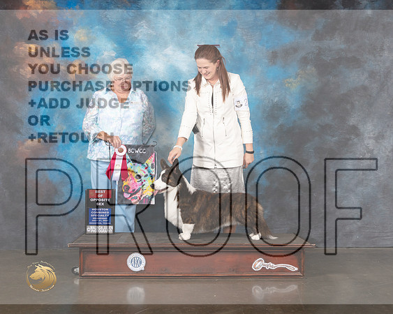 Cardigan Welsh Corgi #23 BOS Specialty Judge Bonnie Money-MMJ_0148-HOUSTON21-HR3