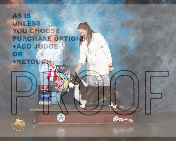 Cardigan Welsh Corgi #23 BOS Specialty Judge Bonnie Money-MMJ_0150-HOUSTON21-HR3