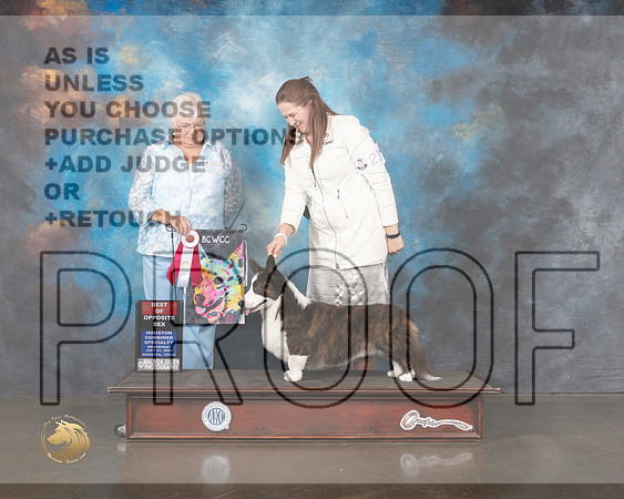 Cardigan Welsh Corgi #23 BOS Specialty Judge Bonnie Money-MMJ_0153-HOUSTON21-HR3