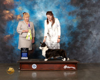 Cardigan Welsh Corgi #24 Wed BISweeps Judge Elizabeth Macnair