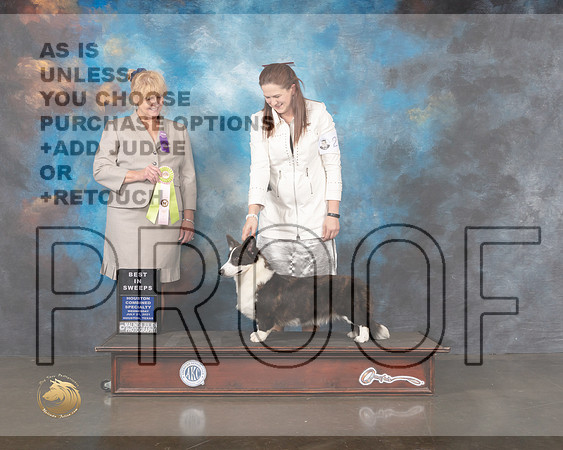 Cardigan Welsh Corgi #24 Wed BISweeps Judge Elizabeth Macnair-MMJ_0130-HOUSTON21-HR3