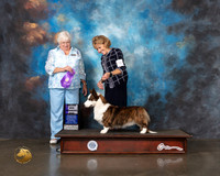 Cardigan Welsh Corgi #29 Wed WD Major Judge Bonnie Money