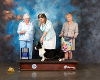 Cardigan Welsh Corgi #40 Wed SB Grand Major Judge Bonnie Money