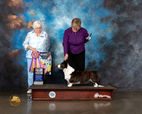 Cardigan Welsh Corgi #42 Wed BISS Judge Bonnie Money