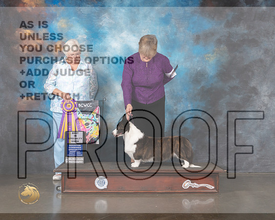 Cardigan Welsh Corgi #42 Wed BISS Judge Bonnie Money-MMJ_0156-HOUSTON21-HR3