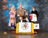 Beagle # Wed BISS BOB Judge Molly Martin
