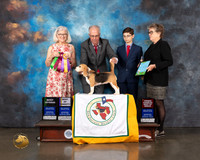 Beagle 13 #26 Wed BV OH Specialty Judge Molly Martin