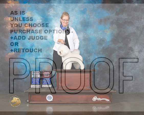Bichon Frise #11 Wed SD BOH Judge Helen Tomb Taylor-MMJ_0241-HOUSTON21-HR3