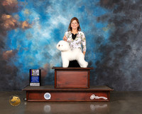 Bichon Frise #15 Wed BISS Judge Helen Tomb Taylor