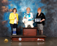 Bichon Frise #18 Wed SB GCH Judge Helen Tomb Taylor