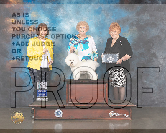 Bichon Frise #18 Wed SB GCH Judge Helen Tomb Taylor-MMJ_0195-HOUSTON21-HR3