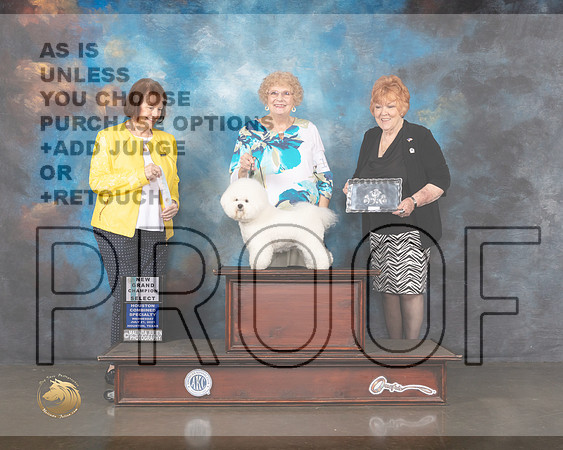 Bichon Frise #18 Wed SB GCH Judge Helen Tomb Taylor-MMJ_0198-HOUSTON21-HR3