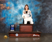Bichon Frise #21 WD BOW Major Judge Helen Tomb Taylor