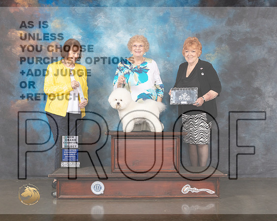Bichon Frise #18 Wed SB GCH Judge Helen Tomb Taylor-MMJ_0200-HOUSTON21-HR3