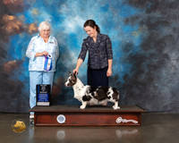 Cardigan Welsh Corgi #8 Wed WB Major Judge Bonnie Money