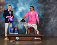 German Shorthaired Pointer #14 Wed  WB BOW OHBOB Judge David Haddock