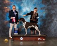 German Shorthaired Pointer #17 Wed BOS Judge David Haddock