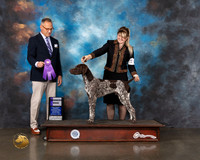 German Shorthaired Pointer #27 WD Judge David Haddock