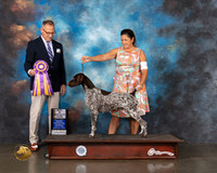 German Shorthaired Pointer #30 Wed BOB Judge David Haddock