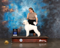 Standard Poodle #22 Wed BP BIS Judge Sharon Newcomb
