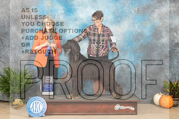 Afghan Hound #8 Sat BOBch Judge Angela Pickett_JP_6691_Humble2023_HR3