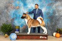 Akita #7 Sun G3 Judge Kim Meredith