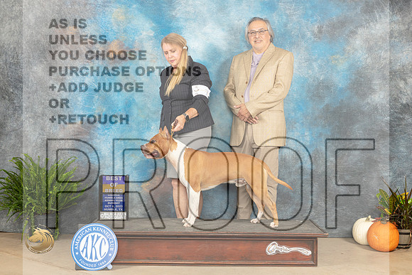 American Stafordshire Terrier #7 Sun BOB Judge Pamela Peat_JP_7359_Humble2023_HR3