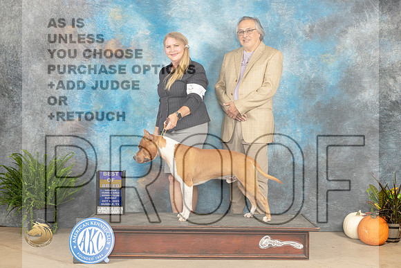 American Stafordshire Terrier #7 Sun BOB Judge Pamela Peat_JP_7362_Humble2023_HR3