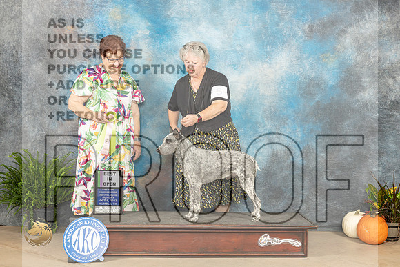 American Stumpy Tailed Cattle Dog #5 Sun OBIS Judge Pamela Peat_JP_7262_Humble2023_HR3
