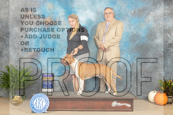 American Stafordshire Terrier #7 Sun BOB Judge Pamela Peat_JP_7360_Humble2023_HR3