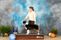 Australian Shepherd #22 Sat RWB Judge Jon Titus Steele
