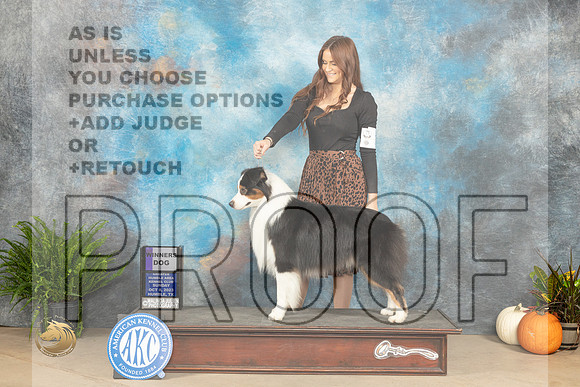 Australian Shepherd #19 Sun WD Judge Kimberly Meredith_JP_7301_Humble2023_HR3