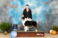 Australian Shepherd #6 Sat OHG1 Judge Jon Titus Steele