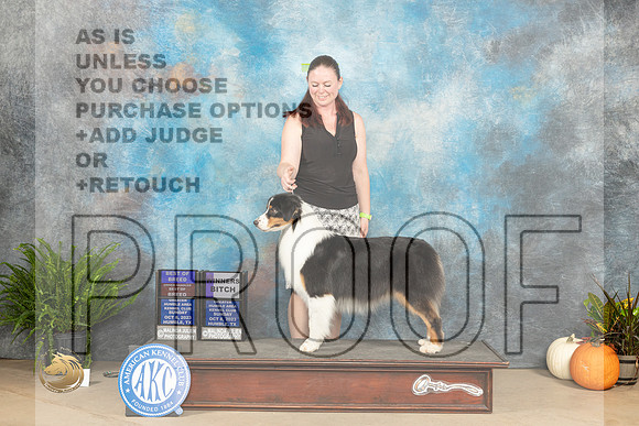 Austrslian Shepherd #6 Sun WBBOBBOBOH Judge Kimberly Meredith_JP_7297_Humble2023_HR3