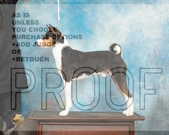 Basenji Sun Custom_JP_7106_Humble2023_HR3