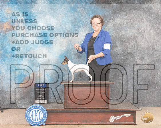 Toy Fox Terrier #5 Sun BOW Judge Gloria Kerr-MMJ_4516-Abilene2022-HR3
