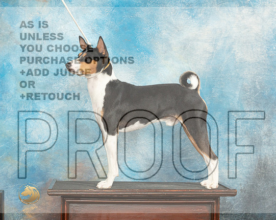 Basenji Sun Custom_JP_7112_Humble2023_HR3